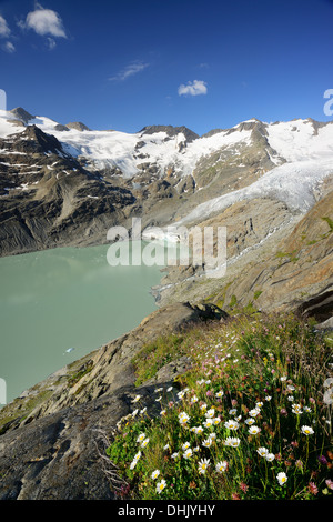 Alpine meadow in front of Gauli glacier and lake Gaulisee, lake Gaulisee, UNESCO World Heritage Site Swiss Alps Jungfrau-Aletsch Stock Photo