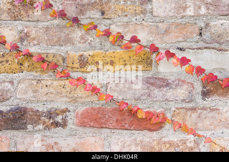 two red, yellow and violet tinged ivy tendrils on an old brick wall Stock Photo