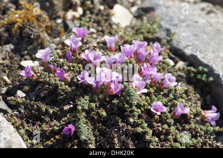 Saxifrage Stock Photo