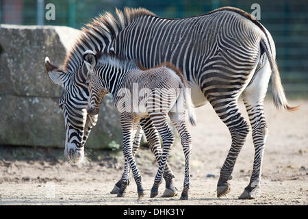 zoo Tierpark Berlin, Germany. 12th Nov, 2013. Grevy's zebra foal 'Heinrich' stands next to his mother 'Kianga' at zoo Tierpark Berlin, Germany, 12 November 2013. The foal was born on 07 November 2013 at Tierpark Berlin. The foal was named 'Heinrich' in memory of the founder of Tierpark Berlin, Heinrich Dathe, who would have celebrated his 103rd anniversary on the same day. Photo: MAURIZIO GAMBARINI/dpa/Alamy Live News Stock Photo