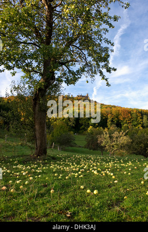 Hohenzollern Castle and orchard meadow, Hechingen, Swabian Alp, Baden-Wuerttemberg, Germany, Europe Stock Photo