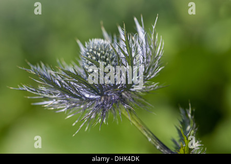 Alpine sea holly (Eryngium alpinum) Stock Photo