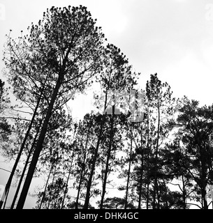 Abstract black and white image of tree tops in the forest. Stock Photo