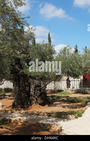 The monk in the Gefsimansky garden Stock Photo