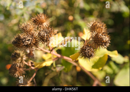 seed fruit cases of burdock plant whose hook tipped burrs inspired the invention of Velcro Stock Photo