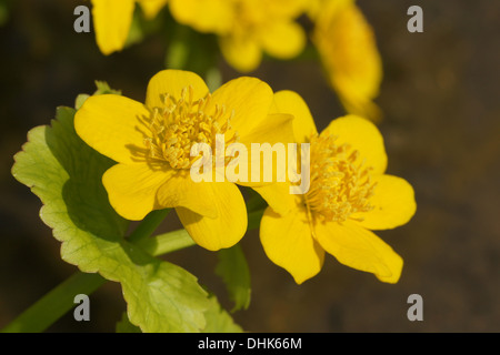 Kingcups Stock Photo