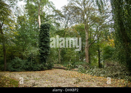 Broken trees in the park after a big storm Stock Photo