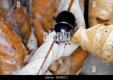 Bloody-nosed beetle / blood spewer / blood spewing beetle Timarcha tenebricosa Stock Photo