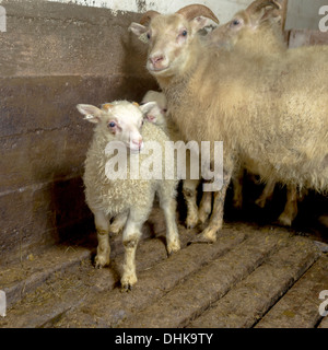 Ewe with newborn lamb, Eastern Iceland Stock Photo