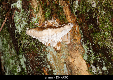 Mushroom, Red Banded Polypore, Fomitopsis pinicola. Stock Photo