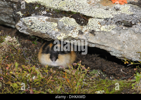 Real lemmings hi-res stock photography and images - Alamy