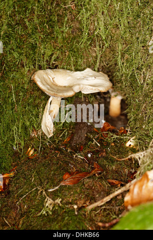 FLEECY MILKCAP, lactarius vellereus, Alps, France Stock Photo