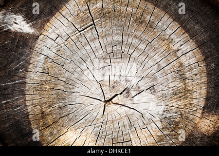 Old Wood texture of cut tree trunk, close-up Stock Photo