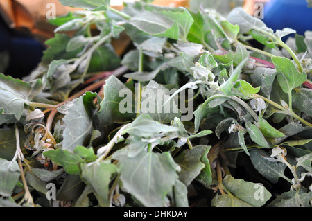 Frosted orache for sale in Midleton market, Cork, Ireland. Stock Photo