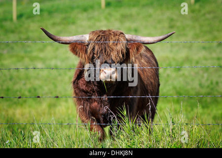 Portrait of Highland Cattle behind barbed-wire, Kananaskis Country, Alberta, Canada Stock Photo