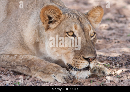 African lioness stalking in the Kalahari desert Stock Photo