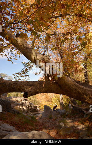 Visitors to Madera Canyon enjoy a picnic and Fall colors in the Santa Rita Mountains, Arizona, USA. Stock Photo