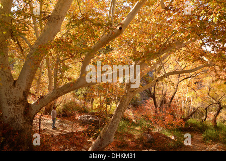 Visitors to Madera Canyon enjoy a picnic and Fall colors in the Santa Rita Mountains, Arizona, USA. Stock Photo