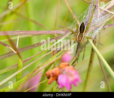 Raft Spider on its' spun silk nest by a heathland pool in Arne, Dorset, UK Stock Photo