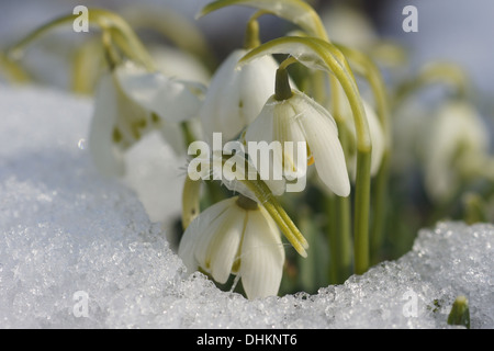 Snowdrops Stock Photo