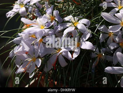 Fall Crocus, Crocus tournefortii, Iridaceae, Greece, Europe Stock Photo