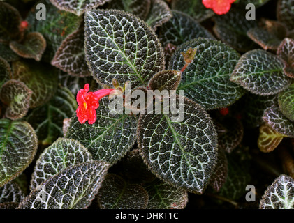 Flame Violet, Episcia cupreata, Gesneriaceae. Caribbean, Mexico, Central Americas, Northern South America, Columbia, Venezuela. Stock Photo