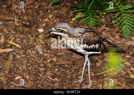 Curlew or bush stone-curlew (Burhinus grallarius). Stock Photo