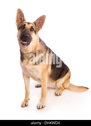 German Shepherd dog sitting isolated on white background Stock Photo