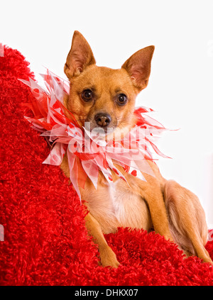 Small dog on red wearing red collar for valentines Stock Photo