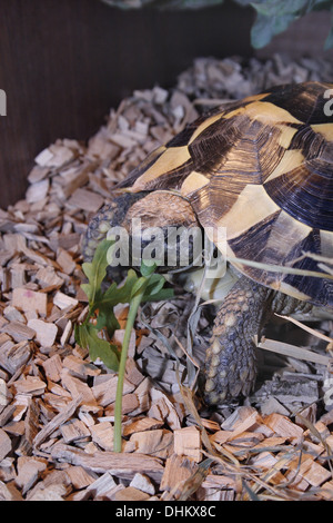 Hermann's Tortoise eating wild rocket Testudo hermanni Stock Photo