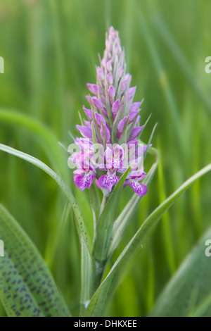 Common Spotted orchid, Dactylorhiza fuchsii, in a wildflower meadow Stock Photo