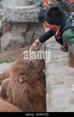 Camelus bactrianus commonly known as Domestic or Bactrian camel Beijing Zoo in Xicheng District, Beijing, China Stock Photo