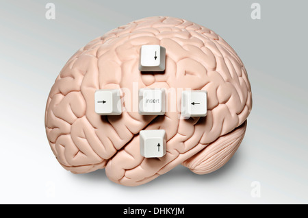 Brain with computer keys Stock Photo