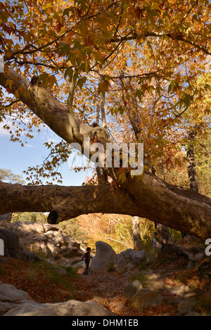 Visitors to Madera Canyon enjoy a picnic and Fall colors  in the Santa Rita Mountains, Arizona, USA. Stock Photo