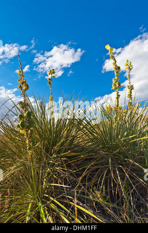 Soapweed (Yucca glauca) blooming in the sandhills, Nebraska National Forest, Nebraska, USA, June. Stock Photo