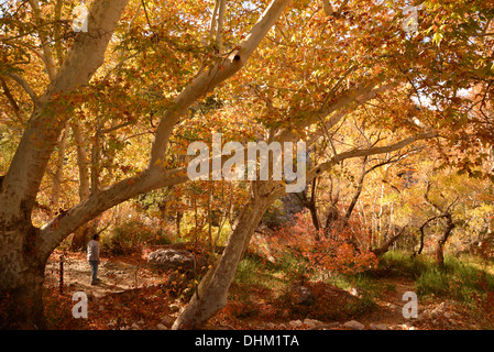 Visitors to Madera Canyon enjoy a picnic and Fall colors  in the Santa Rita Mountains, Arizona, USA. Stock Photo