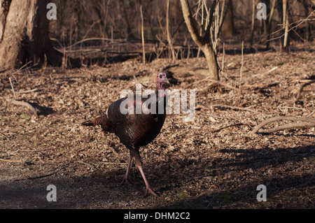 Wild Turkey Jake male walking in woods in fall autumn with leaves on ground Stock Photo