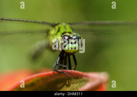Macro image of a green darner dragonfly (Anax junius, Aeschnidae) Stock Photo