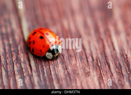 Ladybird on brown wood macro Stock Photo