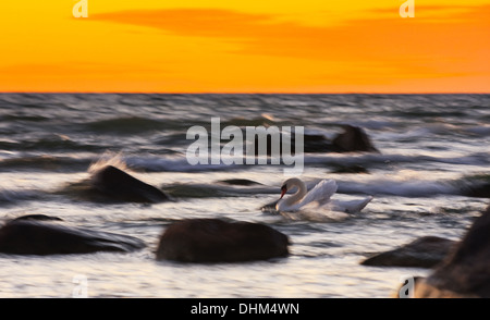 Swan between rocks in stormy sea at golden sunset Stock Photo