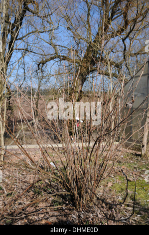Thinning red currants Stock Photo