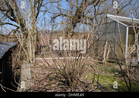 Red currant bevor thinning Stock Photo