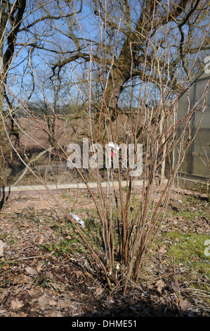 Red currant after thinning Stock Photo