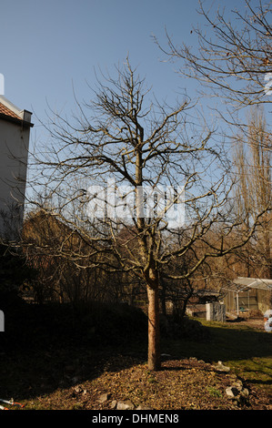 Appletree after pruning Stock Photo