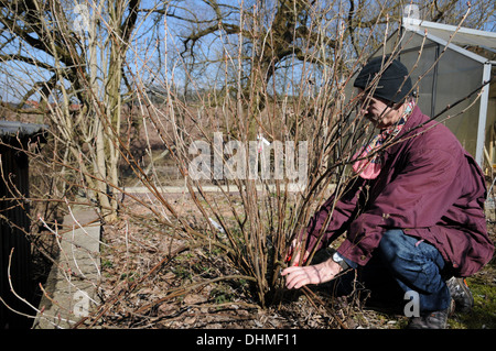Thinning red currants Stock Photo