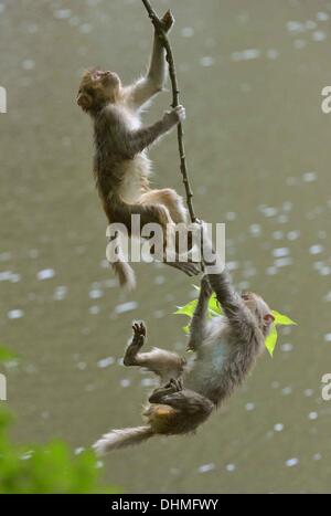 Monkey Swimmers  A group of monkeys cool down in the heat by taking a swim in the water in Guiyang, China. They enjoy hanging from the trees and playing around by leaping into the water. China - May 2012 Stock Photo