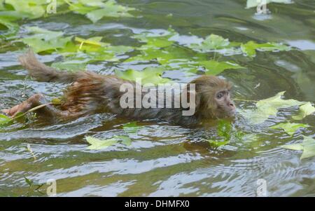 Monkey Swimmers  A group of monkeys cool down in the heat by taking a swim in the water in Guiyang, China. They enjoy hanging from the trees and playing around by leaping into the water. China - May 2012 Stock Photo