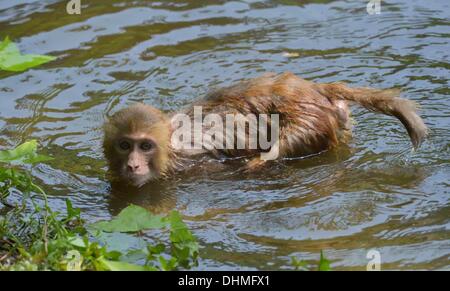 Monkey Swimmers  A group of monkeys cool down in the heat by taking a swim in the water in Guiyang, China. They enjoy hanging from the trees and playing around by leaping into the water. China - May 2012 Stock Photo