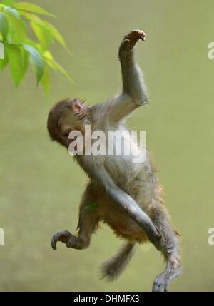 Monkey Swimmers A group of monkeys cool down in the heat by taking a ...