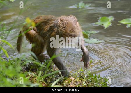 Monkey Swimmers  A group of monkeys cool down in the heat by taking a swim in the water in Guiyang, China. They enjoy hanging from the trees and playing around by leaping into the water. China - May 2012 Stock Photo